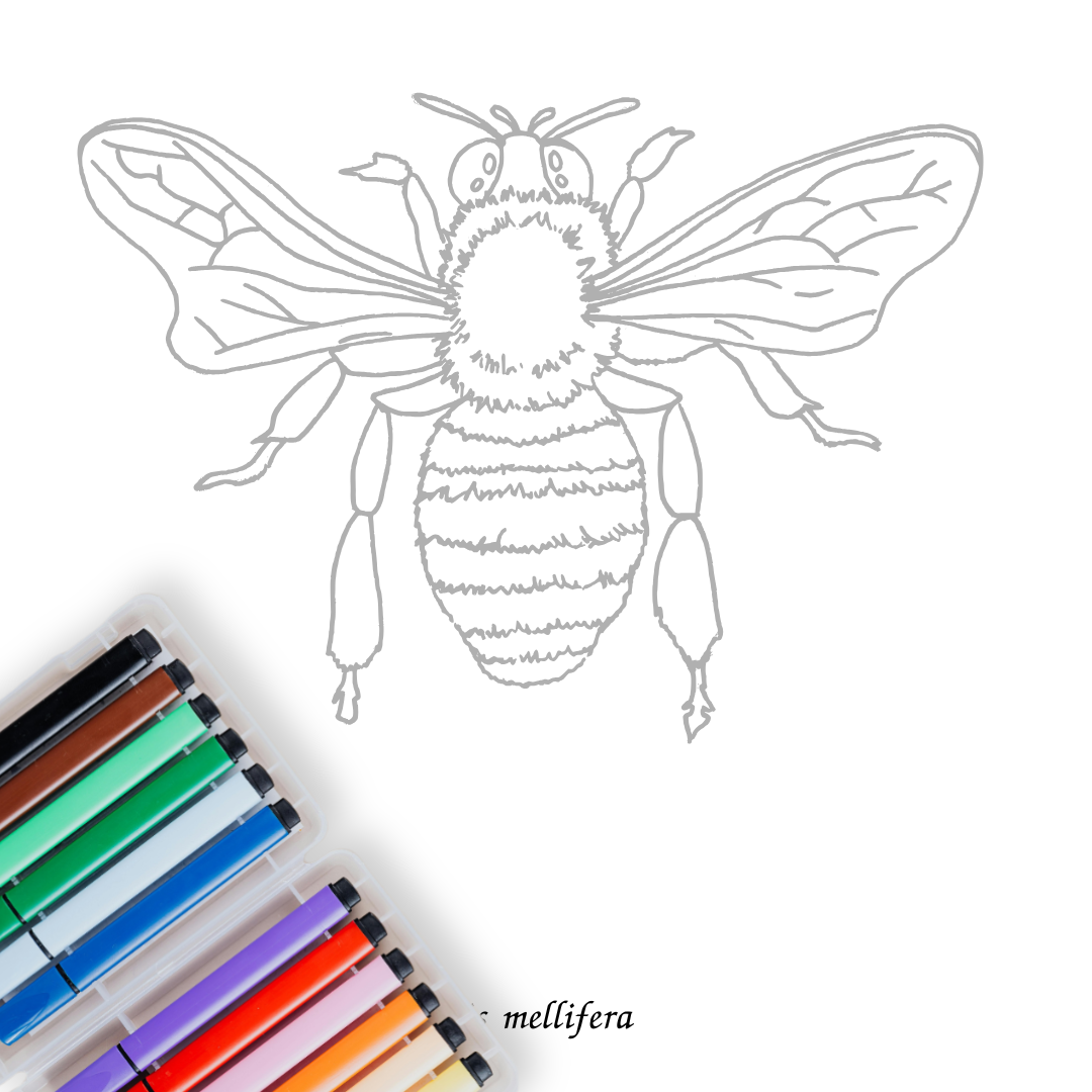Insects and Arachnids: An Entomology Colouring Book
