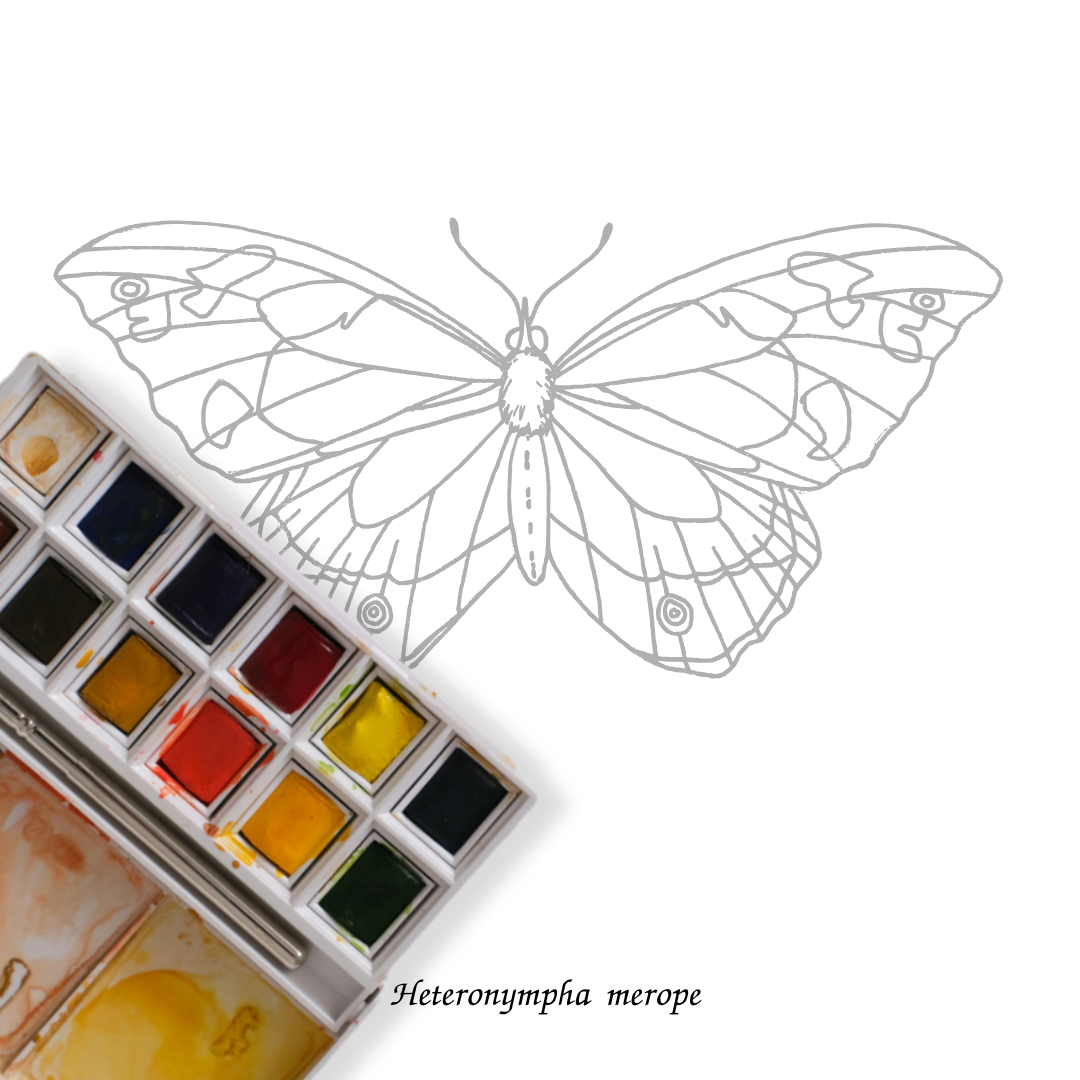 Insects and Arachnids: An Entomology Colouring Book